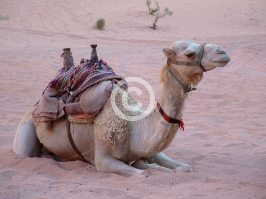 WADIRUM