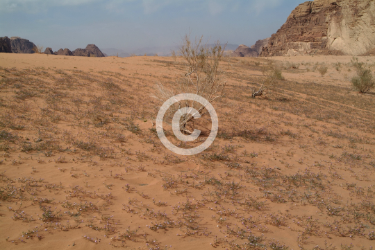 WADIRUM